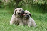 CANE CORSO 1077